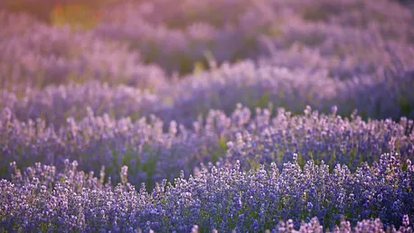 Plantas de lavanda